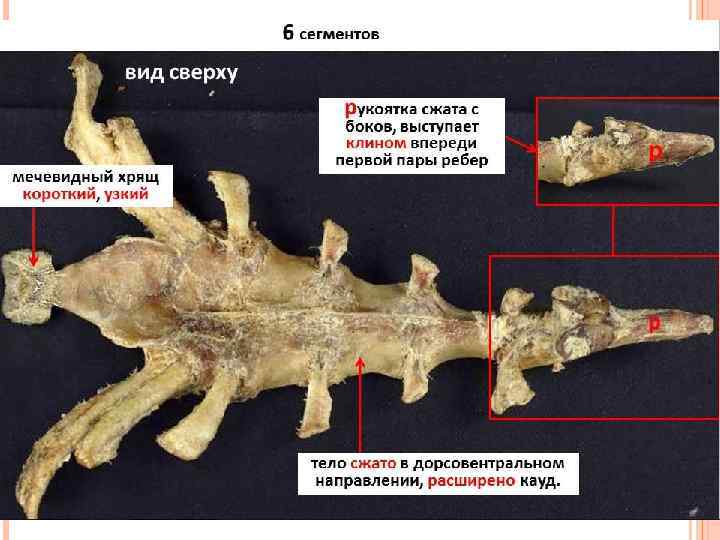 Кости свиньи фото