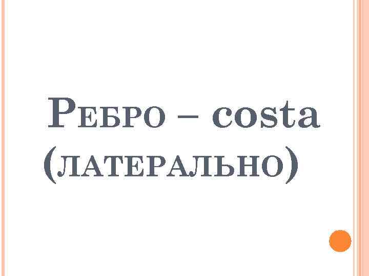 РЕБРО – costa (ЛАТЕРАЛЬНО) 