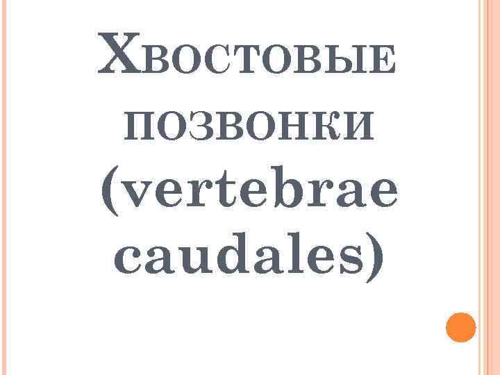 ХВОСТОВЫЕ ПОЗВОНКИ (vertebrae caudales) 