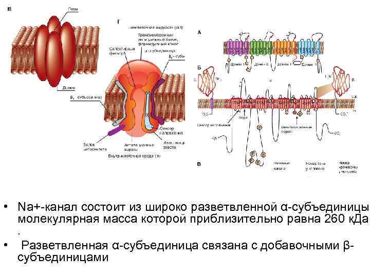 • Na+-канал состоит из широко разветвленной α-субъединицы, молекулярная масса которой приблизительно равна 260
