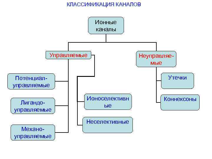 КЛАССИФИКАЦИЯ КАНАЛОВ Ионные каналы Управляемые Утечки Потенциалуправляемые Лигандоуправляемые Ионоселективн ые Неселективные Механоуправляемые Неуправляемые Коннексоны