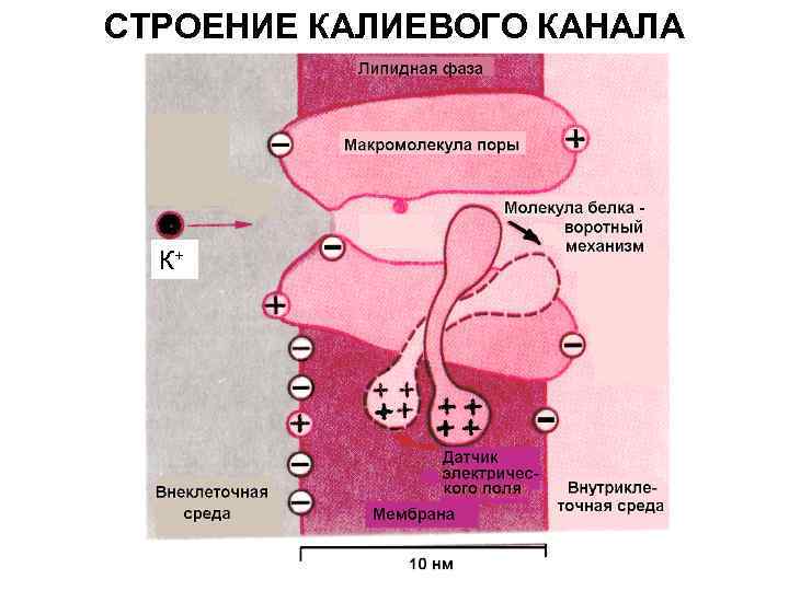 СТРОЕНИЕ КАЛИЕВОГО КАНАЛА К+ 