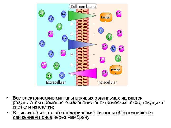 Электричество в живых организмах проект