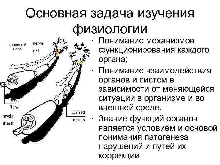 Основная задача изучения физиологии • Понимание механизмов функционирования каждого органа; • Понимание взаимодействия органов