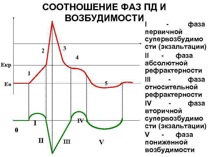 СООТНОШЕНИЕ ФАЗ ПД И ВОЗБУДИМОСТИ 2 3 4 Екр 1 5 Ео 0 IV