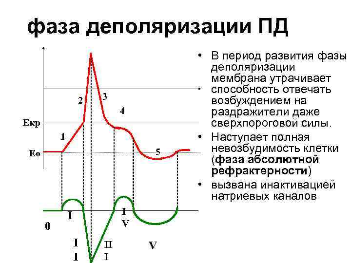 Рисунок фаз