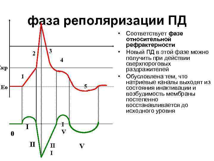 фаза реполяризации ПД 2 3 4 Екр 1 5 Ео 0 I V I