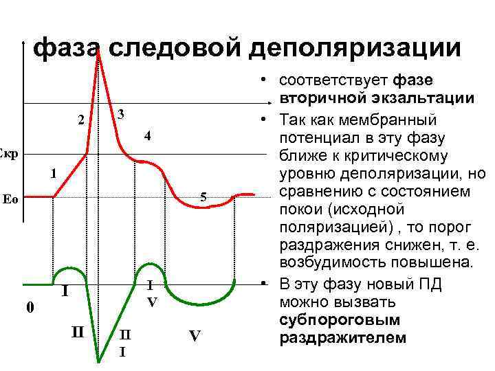 фаза следовой деполяризации 2 3 4 Екр 1 5 Ео 0 I V I