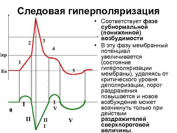 Фазы потенциала действия фазы изменения возбудимости