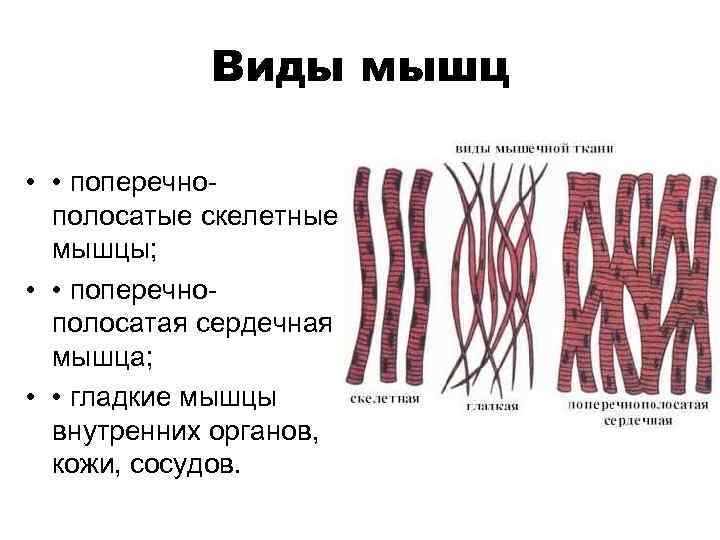 Виды мышц • • поперечнополосатые скелетные мышцы; • • поперечнополосатая сердечная мышца; • •