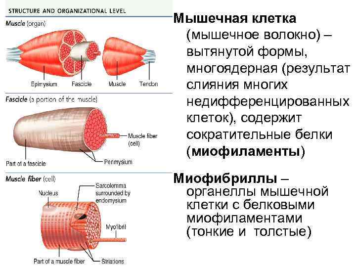 Мышечная клетка (мышечное волокно) – вытянутой формы, многоядерная (результат слияния многих недифференцированных клеток), содержит