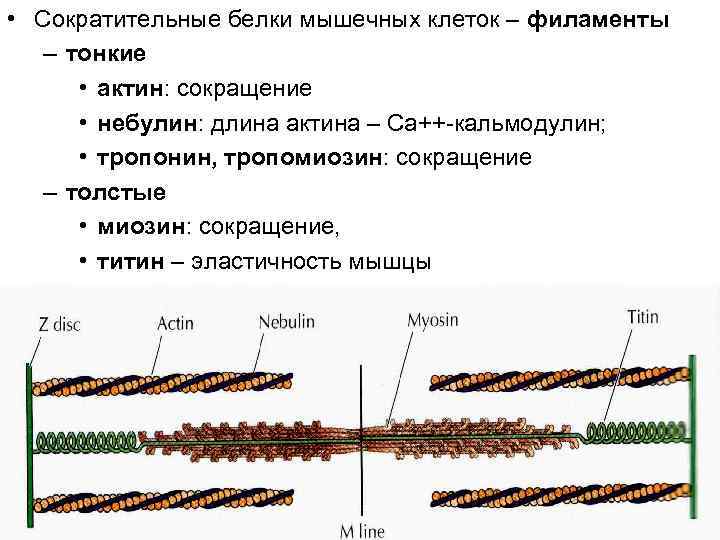  • Сократительные белки мышечных клеток – филаменты – тонкие • актин: сокращение •