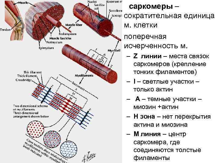  саркомеры – сократительная единица м. клетки • поперечная исчерченность м. – Z линии