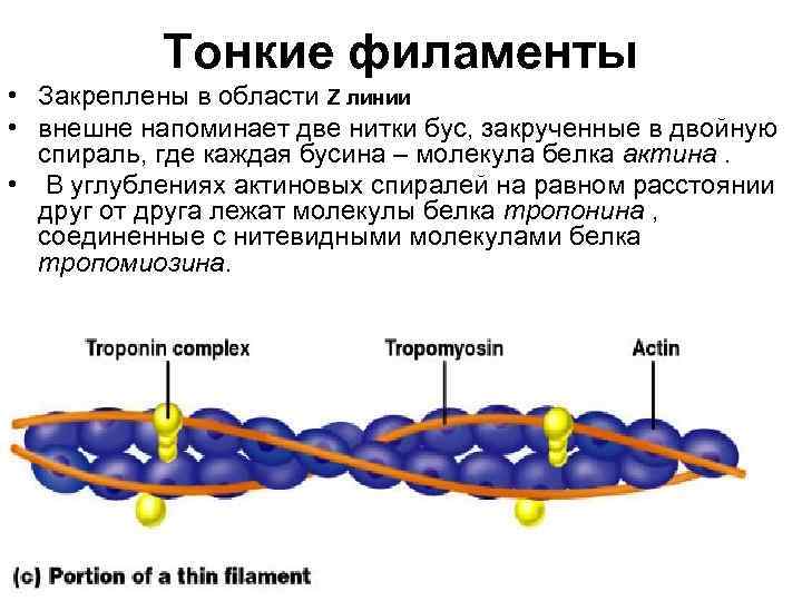 Тонкие филаменты • Закреплены в области Z линии • внешне напоминает две нитки бус,