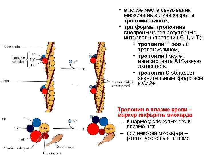  • в покое места связывания миозина на актине закрыты тропомиозином, • три формы