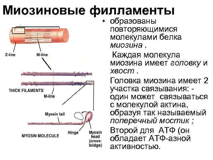 Головка миозина