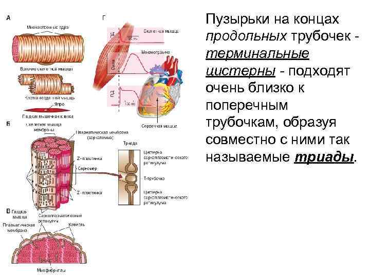  • Пузырьки на концах продольных трубочек - терминальные цистерны - подходят очень близко