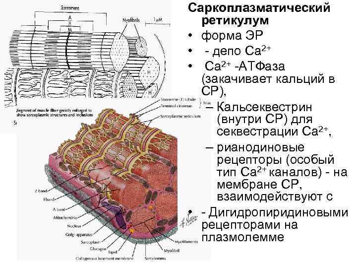 Саркоплазматический ретикулум • форма ЭР • - депо Ca 2+ • Ca 2+ -АТФаза