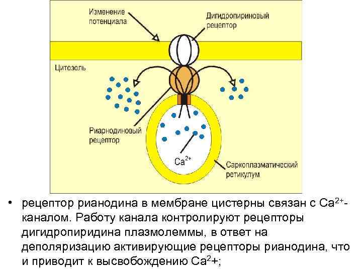  • рецептор рианодина в мембране цистерны связан с Ca 2+каналом. Работу канала контролируют