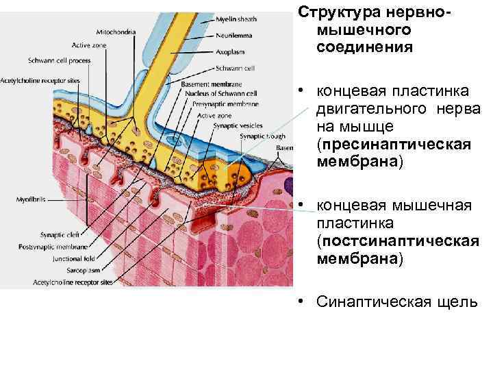 Структура нервномышечного соединения • концевая пластинка двигательного нерва на мышце (пресинаптическая мембрана) • концевая