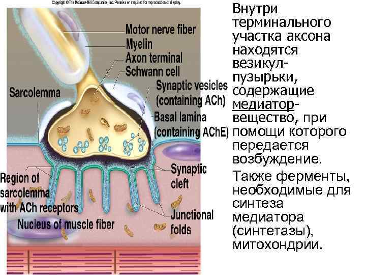  • Внутри терминального участка аксона находятся везикулпузырьки, содержащие медиаторвещество, при помощи которого передается