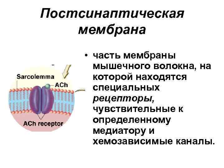 Постсинаптическая мембрана • часть мембраны мышечного волокна, на которой находятся специальных рецепторы, чувствительные к