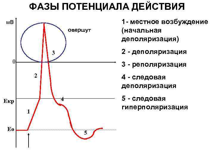 ФАЗЫ ПОТЕНЦИАЛА ДЕЙСТВИЯ м. В овершут 2 - деполяризация 3 0 3 - реполяризация