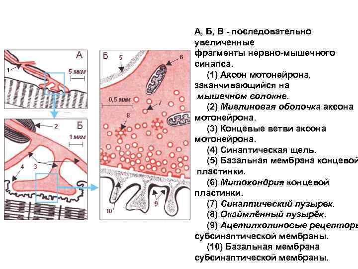 А, Б, В - последовательно увеличенные фрагменты нервно-мышечного синапса. (1) Аксон мотонейрона, заканчивающийся на