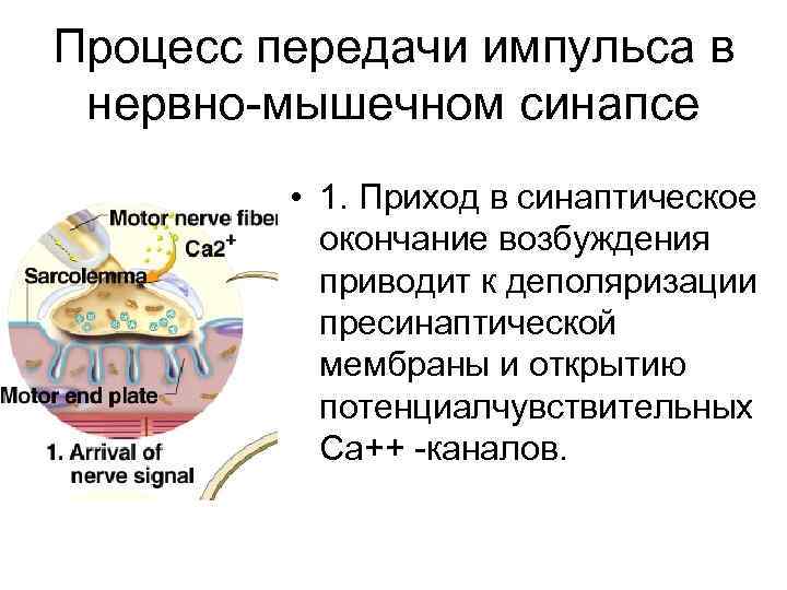 Процесс передачи импульса в нервно-мышечном синапсе • 1. Приход в синаптическое окончание возбуждения приводит