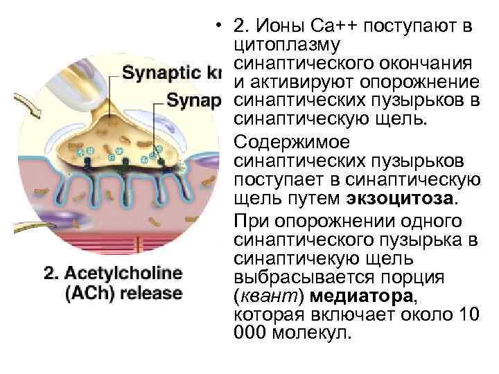  • 2. Ионы Са++ поступают в цитоплазму синаптического окончания и активируют опорожнение синаптических