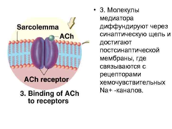  • 3. Молекулы медиатора диффундируют через синаптическую щель и достигают постсинаптической мембраны, где