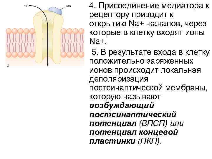  • 4. Присоединение медиатора к рецептору приводит к открытию Na+ -каналов, через которые