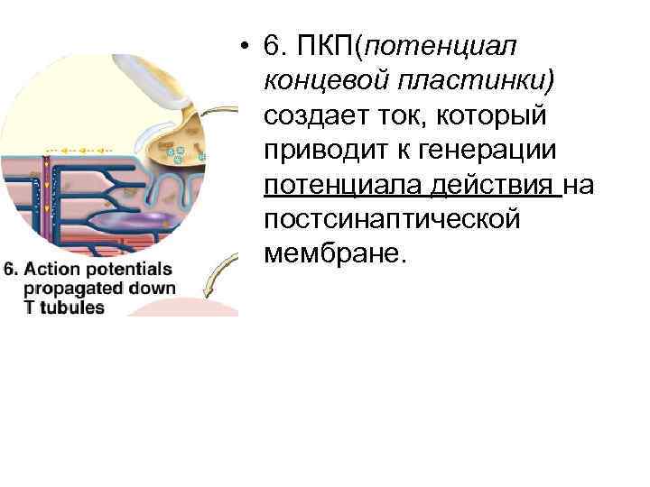 Потенциал концевой пластинки