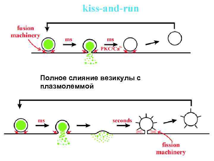 Полное слияние везикулы с плазмолеммой 