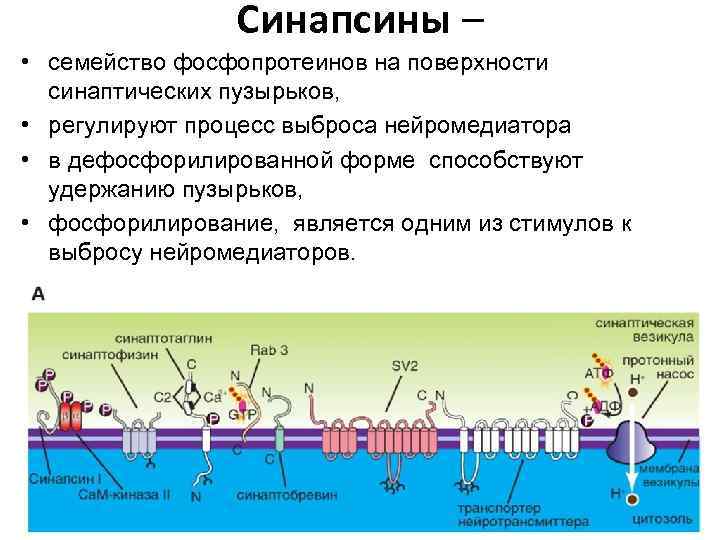 Синапсины – • семейство фосфопротеинов на поверхности синаптических пузырьков, • регулируют процесс выброса нейромедиатора