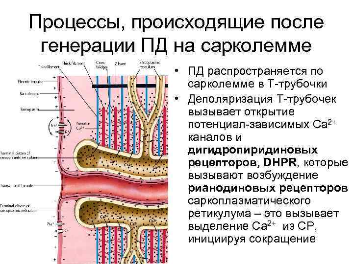 Процессы, происходящие после генерации ПД на сарколемме • ПД распространяется по сарколемме в Т-трубочки