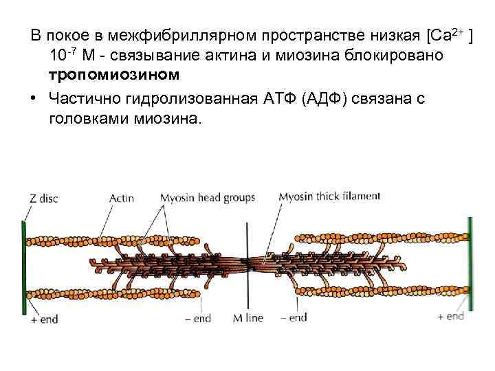 В покое в межфибриллярном пространстве низкая [Ca 2+ ] 10 -7 М - связывание