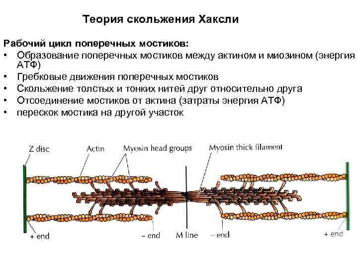 Теория скольжения Хаксли Рабочий цикл поперечных мостиков: • Образование поперечных мостиков между актином и