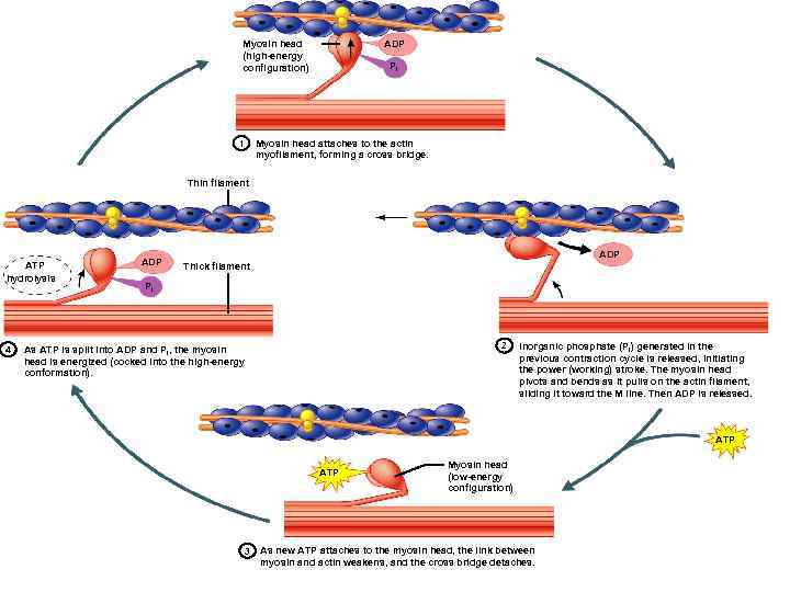 ADP Myosin head (high-energy configuration) Pi Myosin head attaches to the actin myofilament, forming