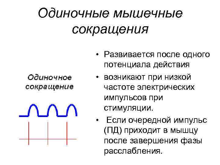 Одиночные мышечные сокращения • Развивается после одного потенциала действия • возникают при низкой частоте