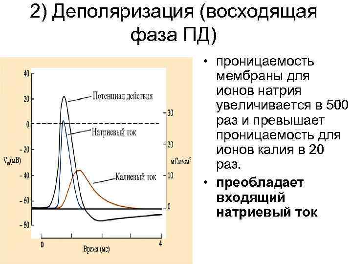 2) Деполяризация (восходящая фаза ПД) • проницаемость мембраны для ионов натрия увеличивается в 500