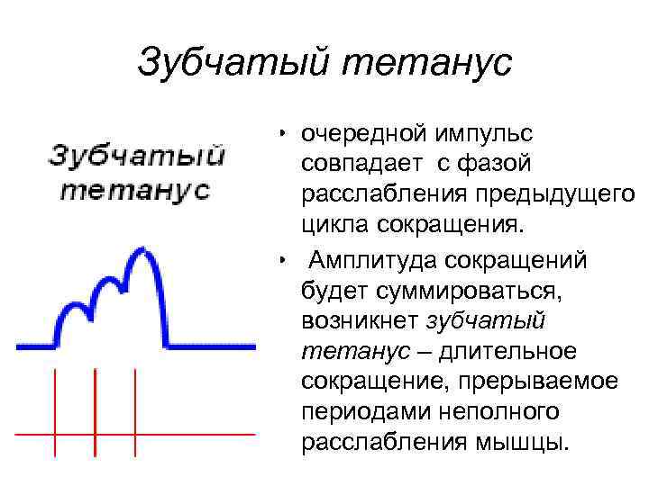 Зубчатый тетанус • очередной импульс совпадает с фазой расслабления предыдущего цикла сокращения. • Амплитуда