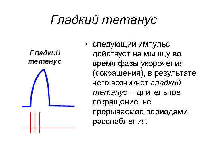 Гладкий тетанус • следующий импульс действует на мышцу во время фазы укорочения (сокращения), в