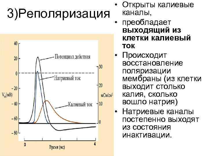 3)Реполяризация • Открыты калиевые каналы, • преобладает выходящий из клетки калиевый ток • Происходит