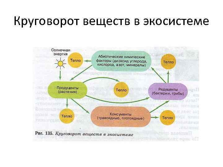 Круговорот веществ в экосистеме 