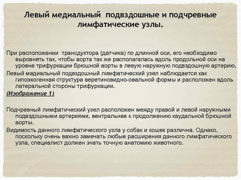 Левый медиальный подвздошные и подчревные лимфатические узлы. При расположении трансдуктора (датчика) по длинной оси,
