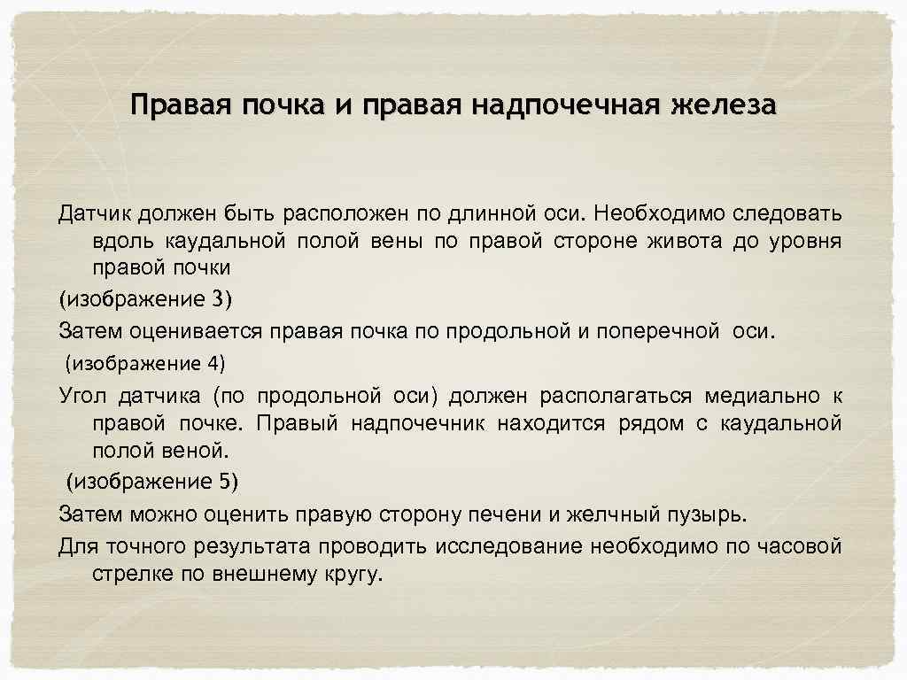 Правая почка и правая надпочечная железа Датчик должен быть расположен по длинной оси. Необходимо