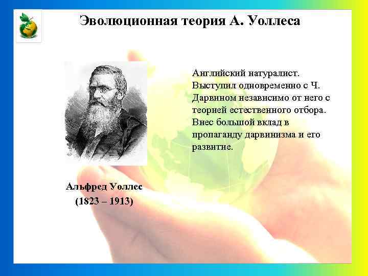 Эволюционная теория А. Уоллеса Английский натуралист. Выступил одновременно с Ч. Дарвином независимо от него