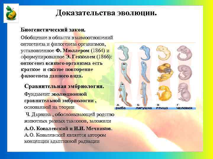 Доказательства эволюции. Биогенетический закон. Обобщение в области взаимоотношений онтогенеза и филогенеза организмов, установленное Ф.