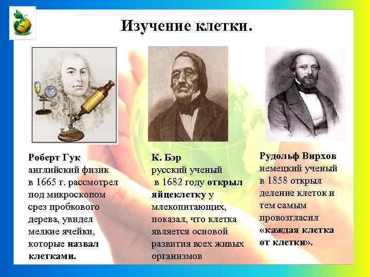 Изучение клетки. Роберт Гук английский физик в 1665 г. рассмотрел под микроскопом срез пробкового